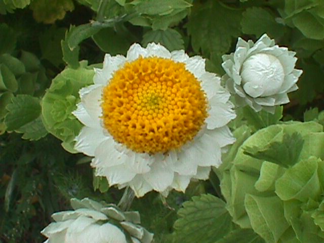 Sandflower Ammobium alatum 